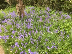 Spanish bluebells -getting rid