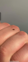 Bugs - please tell me they’re not woodworm beetles!