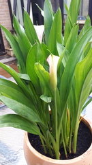 calla lilies - have i killed them already?