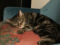 Let's see your sleeping cat pictures