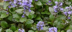 Plant identification help please