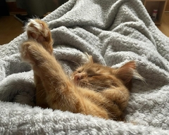 I have a new Grandkitten.