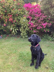 Puppy Survival Thread - May