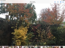 Trees in small gardens