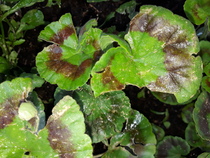 what is wrong with my pelargoniums ? Yellow sand spots on leaves