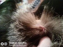 Tail wound - picture in comments
