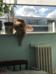 Cat chat thread the umpteenth - the Café is open all welcome