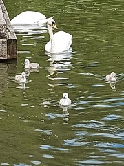 ADs shelter in The Sleeping Swans and have a group hug