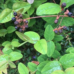 Tutsan or snowberry - plant ID