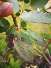 Eucalyptus disease?