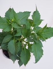 Dahlia - nipping and cutting too late?