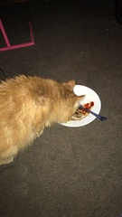 Cat chat thread the umpteenth - the Café is open all welcome