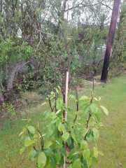 Help with a pear tree.