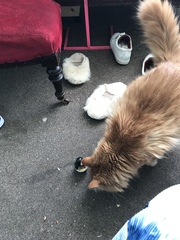Cat chat thread the umpteenth - the Café is open all welcome