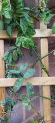 Rose help please