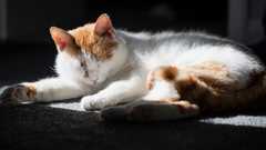 Let's see your sleeping cat pictures