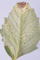 Dahlia - leaves turn yellow/wilted with small  black spots