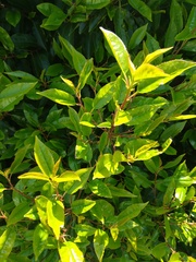 What is the name of this hedging plant??