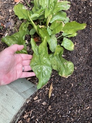 Another plant ID one!!