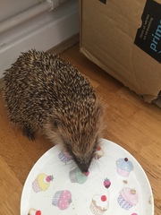 I need some hedgehog help!