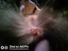 Tail wound - picture in comments