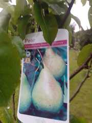 Help with a pear tree.