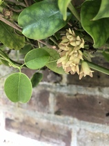 Plant ID please! Amazing scented climber?