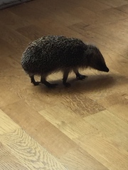 I need some hedgehog help!