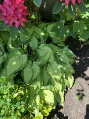Recommendations for Plant ID apps?