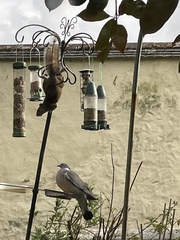 Duck Tales! (Still not what I expected to wake up to this morning)