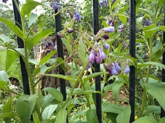 Does anyone know the name of this plant?