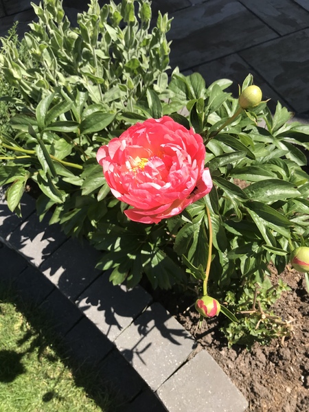 Show us your peonies!