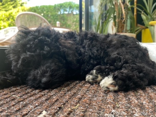 Puppy Survival Thread - May