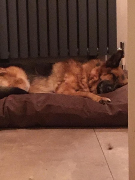 New dog bed recommendations please ?