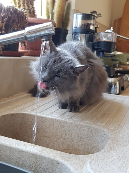Chez Ollie - All welcome especially Not My Cats. General Cat chat thread