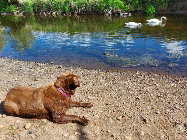 Labradoodle or cockerpoo?