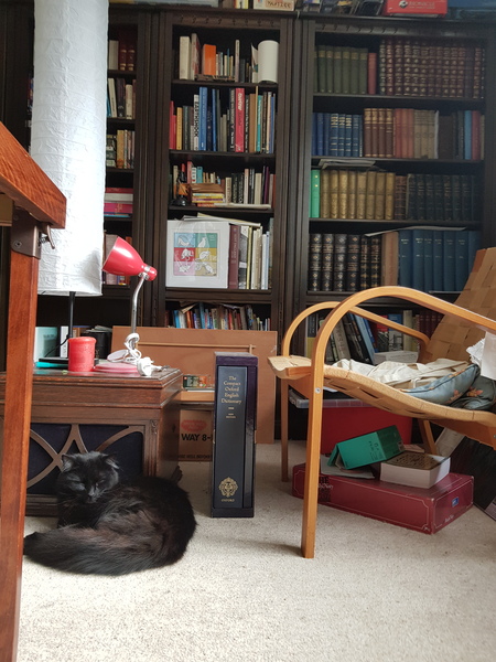 Chez Ollie - All welcome especially Not My Cats. General Cat chat thread