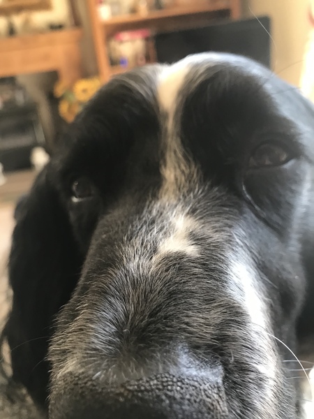 Please show me your dogs...old and young!
