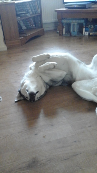 Aibu to get a big scary looking dog so i can walk without fear