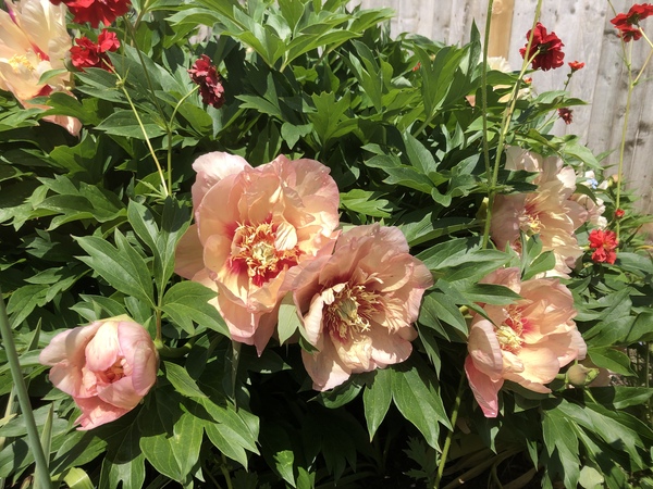 Show us your peonies!