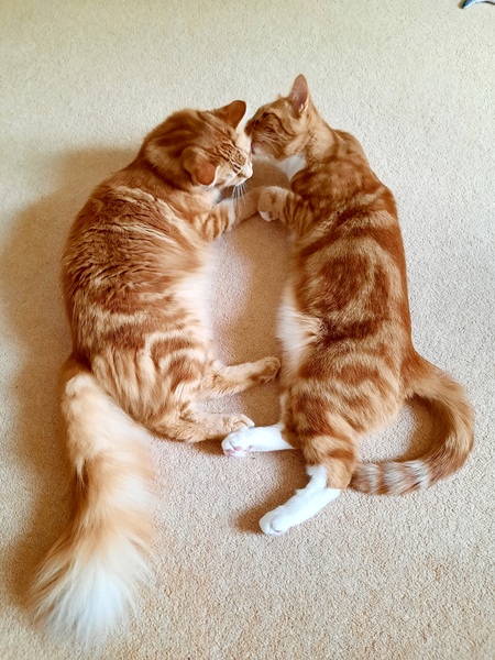 Is there an idiots guide to getting a kitten