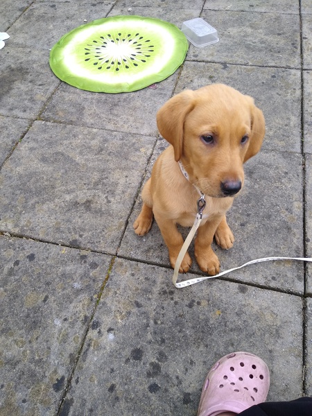 Puppy Survival Thread - May