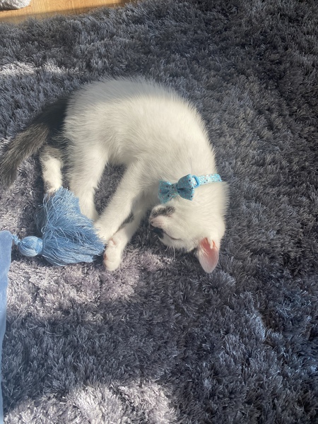 Help me name this kitten PLEASE !!!!
