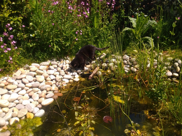 Has anyone actually put real grass IN their garden?