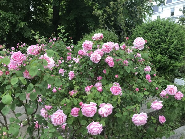 Any rose pruning experts out there?