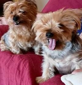 Please show me your dogs...old and young!
