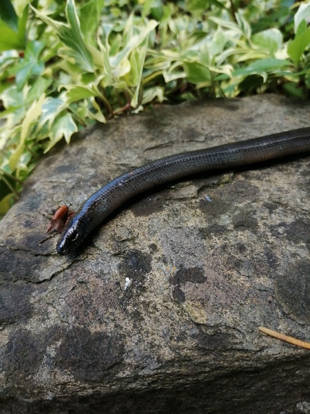 Nature appreciation thread