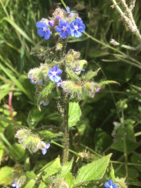 South East/London Gardeners - are you afflicted this year?