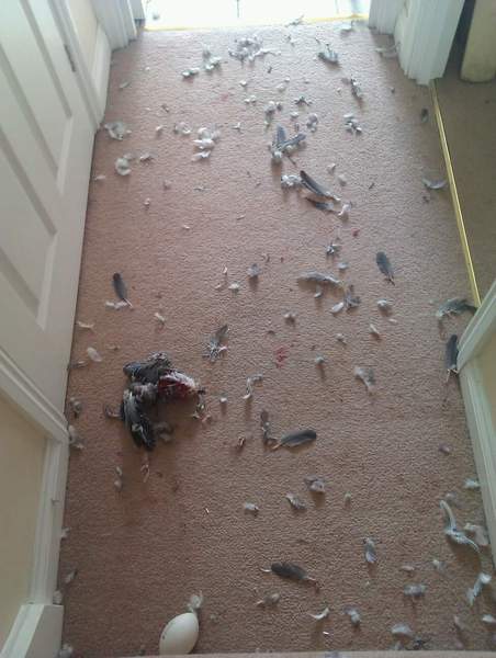 Cats and Rodents