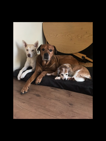 Name your crossbreed - I have a Whaffy.